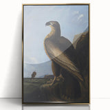 Majestic Realism Art Print – Washington Sea Eagle by Audubon