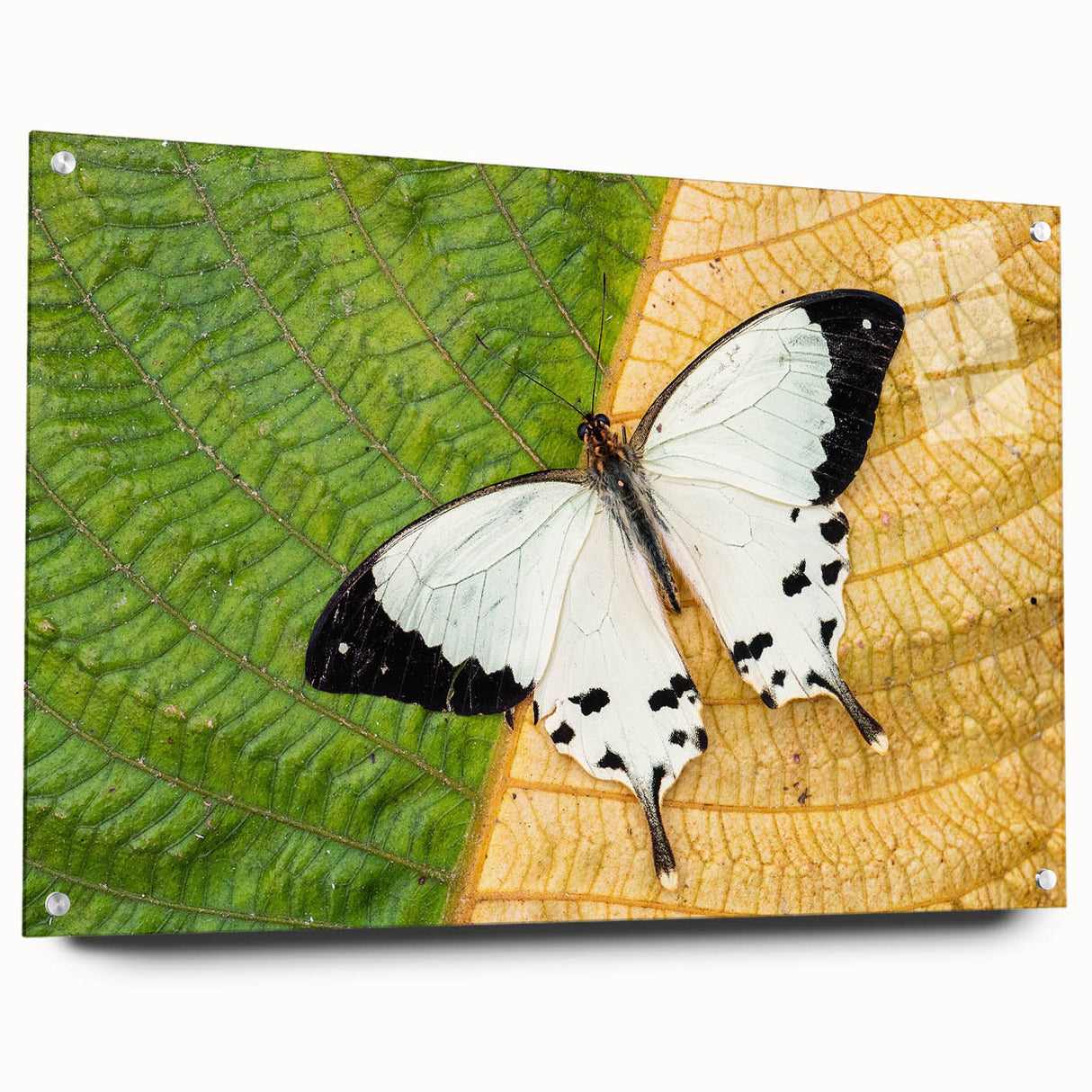 Acrylic print of a Madagascar landscape in earth tones, suitable for bedroom or dining room decor.