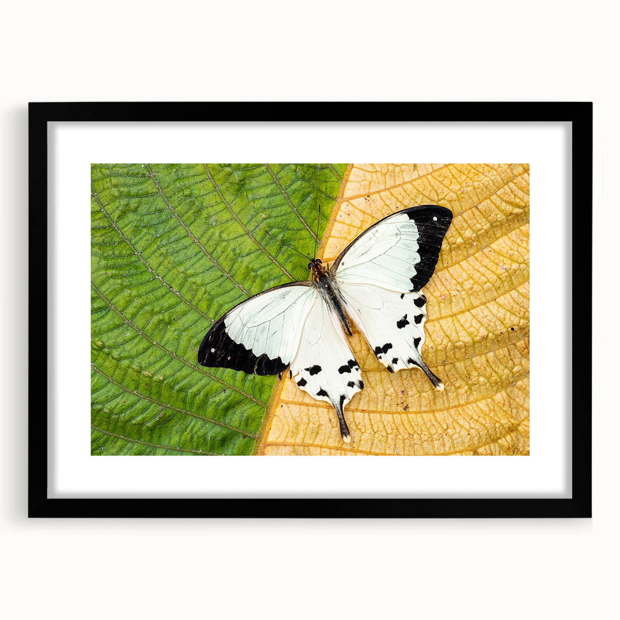 Extra large framed abstract art print of a colorful, textured Madagascar landscape, ideal for living room decor.