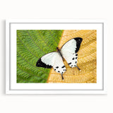 Extra large abstract art print of Madagascar scenery, featuring textured earth tones, framed with a white mat.