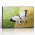 Large abstract wall art depicting a Madagascar scenery in muted earth tones, framed in black acrylic.