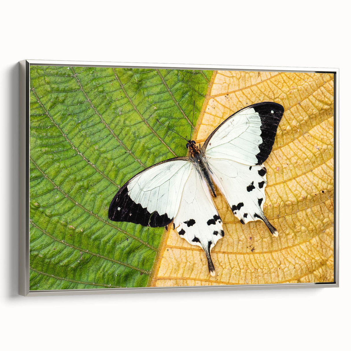 Vintage poster art of Madagascar scenery in vibrant colors on extra large framed canvas, suitable for living room decor.