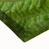 Large art canvas depicting a black and white Madagascar landscape, suitable for bedroom wall decor.