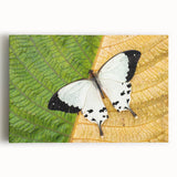 Large black and white stretched canvas depicting a Madagascar scenery, ideal for kitchen wall art.