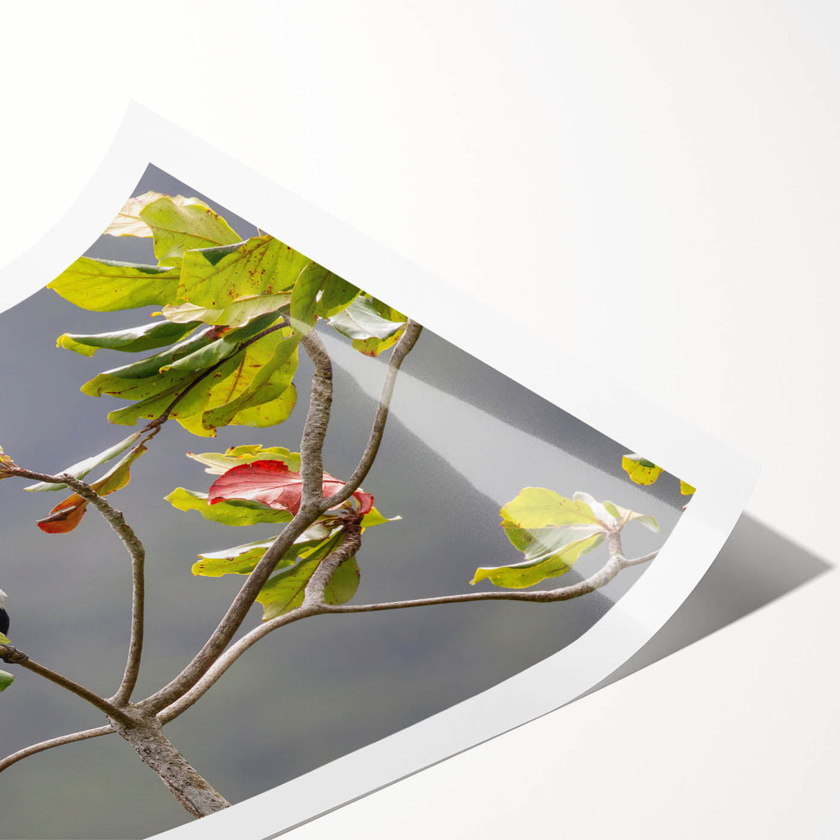 Extra large rolled print of Seychelles scenery with line art flowers in muted earth tones.