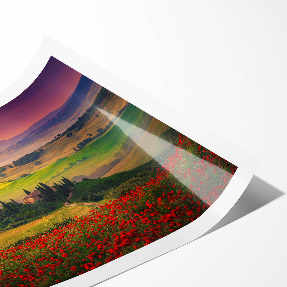 Extra large rolled print depicting stylized line art flowers in a Tuscan landscape, ideal for large living room wall art.