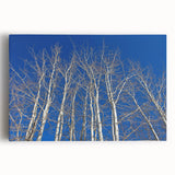 Black and white photograph of Aspen trees on stretched canvas, ideal for kitchen wall art.