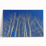 Black and white photograph of Aspen trees, printed on stretched canvas, suitable as kitchen wall art.
