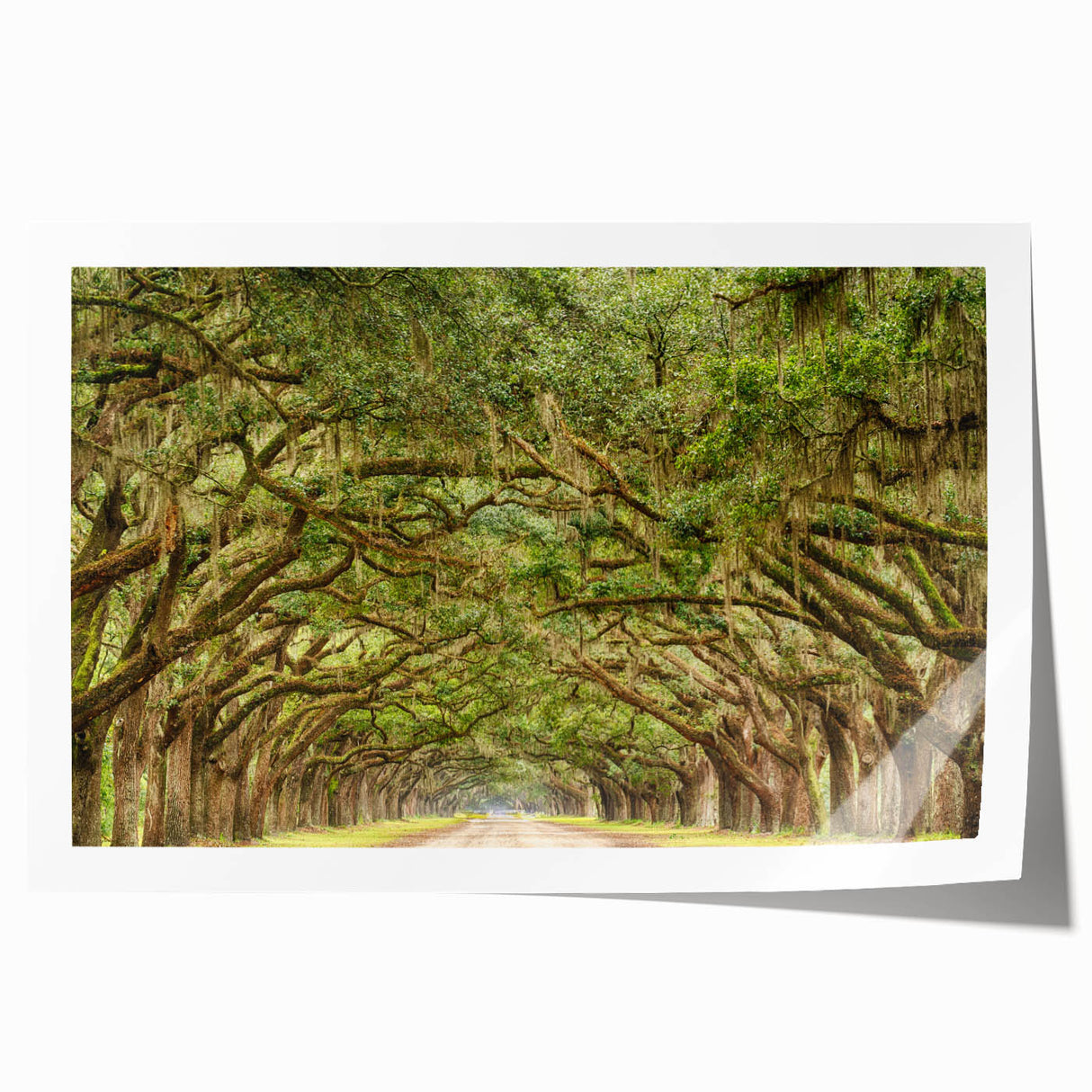Rolled print of Savannah, Georgia, featuring a floral design in soft pastel shades, ideal for art wall dining room.
