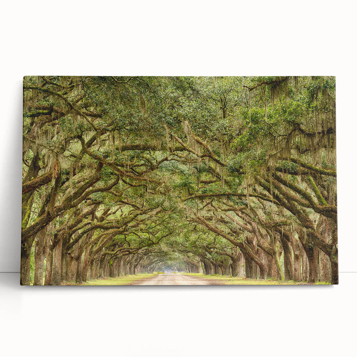 Black and white stretched canvas of Savannah scenery, ideal for kitchen wall art or bedroom ambiance.