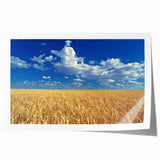 Rolled print of the Palouse scenery in Washington featuring expansive green hills under a clear sky.