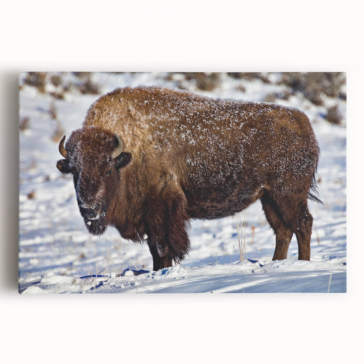 Black and white photo of Yellowstone Park on stretched canvas, ideal for kitchen wall art.