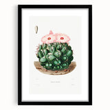 Famous Romantic Era Art - Mammillaria Cactus Romanticism Print