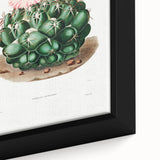 Famous Romantic Era Art - Mammillaria Cactus Romanticism Print