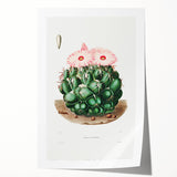 Famous Romantic Era Art - Mammillaria Cactus Romanticism Print