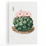 Famous Romantic Era Art - Mammillaria Cactus Romanticism Print