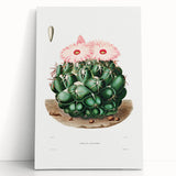 Famous Romantic Era Art - Mammillaria Cactus Romanticism Print