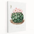 Famous Romantic Era Art - Mammillaria Cactus Romanticism Print