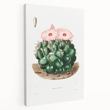 Famous Romantic Era Art - Mammillaria Cactus Romanticism Print