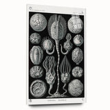 Modern Wall Art - Intricate Black and White Cystoidea Design
