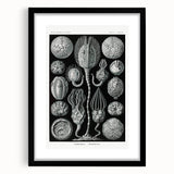 Modern Wall Art - Intricate Black and White Cystoidea Design