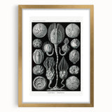 Modern Wall Art - Intricate Black and White Cystoidea Design