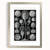 Modern Wall Art - Intricate Black and White Cystoidea Design