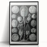 Modern Wall Art - Intricate Black and White Cystoidea Design