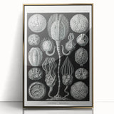 Modern Wall Art - Intricate Black and White Cystoidea Design