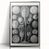 Modern Wall Art - Intricate Black and White Cystoidea Design