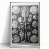 Modern Wall Art - Intricate Black and White Cystoidea Design