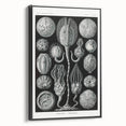Modern Wall Art - Intricate Black and White Cystoidea Design
