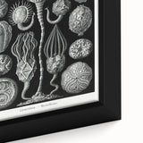 Modern Wall Art - Intricate Black and White Cystoidea Design