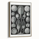 Modern Wall Art - Intricate Black and White Cystoidea Design