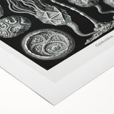 Modern Wall Art - Intricate Black and White Cystoidea Design