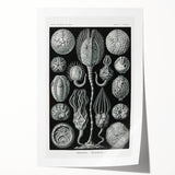 Modern Wall Art - Intricate Black and White Cystoidea Design