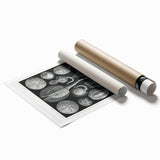 Modern Wall Art - Intricate Black and White Cystoidea Design