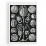 Modern Wall Art - Intricate Black and White Cystoidea Design