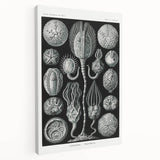 Modern Wall Art - Intricate Black and White Cystoidea Design