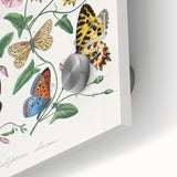 Classic Romantic Paintings - Butterfly & Moth Illustration Wall Art