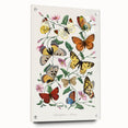 Classic Romantic Paintings - Butterfly & Moth Illustration Wall Art