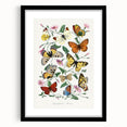 Classic Romantic Paintings - Butterfly & Moth Illustration Wall Art