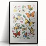Classic Romantic Paintings - Butterfly & Moth Illustration Wall Art
