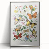 Classic Romantic Paintings - Butterfly & Moth Illustration Wall Art