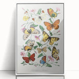 Classic Romantic Paintings - Butterfly & Moth Illustration Wall Art