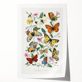 Classic Romantic Paintings - Butterfly & Moth Illustration Wall Art