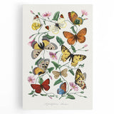 Classic Romantic Paintings - Butterfly & Moth Illustration Wall Art