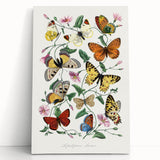 Classic Romantic Paintings - Butterfly & Moth Illustration Wall Art