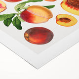 Art deco poster featuring an assortment of colorful fruits on rolled canvas, suitable for dining room decor.