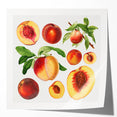 Extra large rolled print featuring a colorful array of fruits, ideal for art wall dining room decor.
